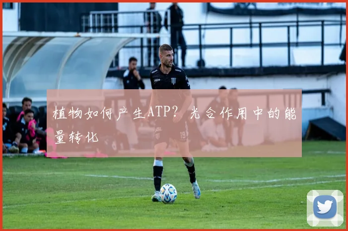 植物如何产生ATP？光合作用中的能量转化